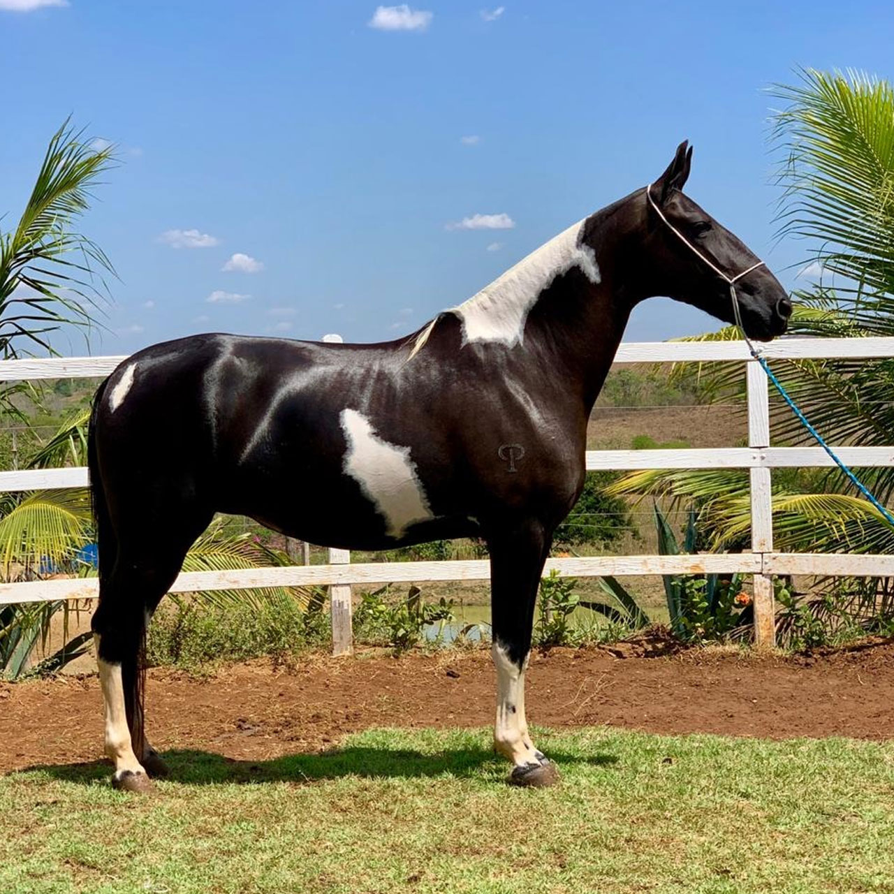 Cavalo pampa de preto