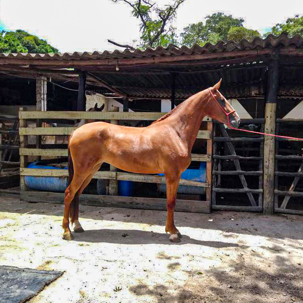 cavalo pulador pantanal falado 